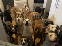 a group of dogs standing in a kitchen