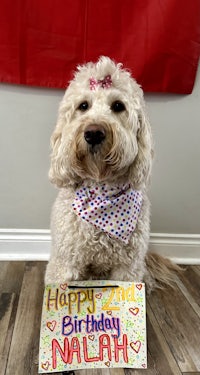 a dog with a happy birthday sign in front of it