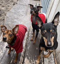 three dogs in red hoodies standing on a porch