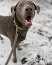 a dog on a leash in the snow
