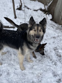 two black and tan dogs standing in the snow