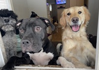 a group of dogs looking out of a door