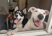 two dogs looking out of a window
