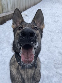 a german shepherd dog with his tongue out in the snow
