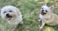 two dogs sitting on the grass with their mouths open