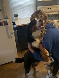 a woman hugging a bernese mountain dog in a kitchen