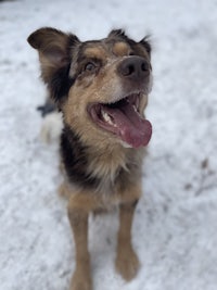 a dog in the snow with his tongue out