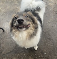 a white and brown dog with a smile on his face