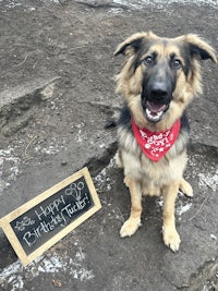 a dog standing on a rock next to a sign that says happy birthday
