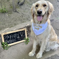 a golden retriever wearing a bandana next to a sign