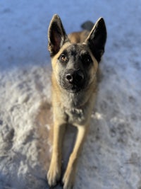 a dog laying in the snow looking at the camera