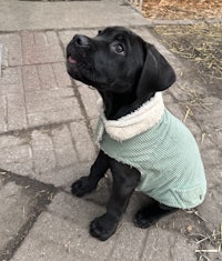 a black labrador puppy wearing a green jacket