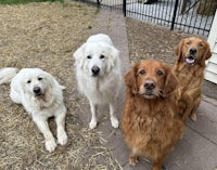 four golden retrievers standing in front of a fence