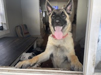 a german shepherd dog standing out of a window