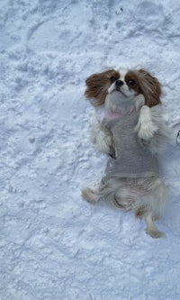 a dog in a sweater laying in the snow