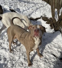 two dogs standing in the snow next to each other