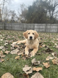 a golden retriever puppy laying in the grass