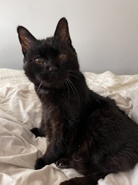 a black cat laying on a white bed