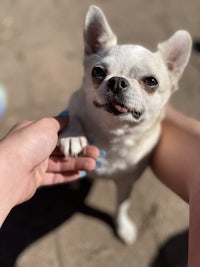 a white chihuahua dog being held in someone's hand