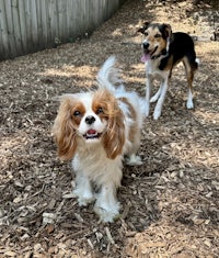 two dogs standing next to each other in a wooded area