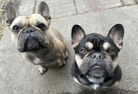 two french bulldogs standing next to each other