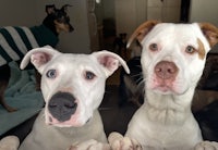two dogs looking at each other in a living room
