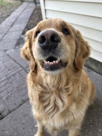 a golden retriever looking up at the camera