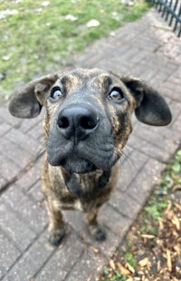 a black and brown dog looking up at the camera