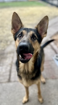 a black and tan dog with his tongue out