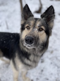 a black and tan dog standing in the snow
