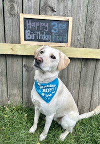 a dog wearing a blue bandana sits in front of a sign that says happy 2nd birthday ford