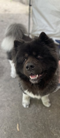 a black and white dog