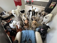 a group of dogs gathered in a room