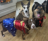 three dogs dressed up in wonder woman costumes