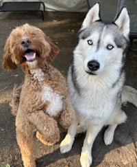 a husky and a poodle standing next to each other
