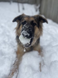 a dog laying in the snow with a snowball in his mouth
