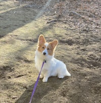 a small white and brown dog on a purple leash
