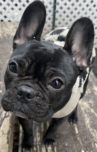 a black and white french bulldog standing on a wooden deck