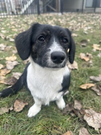 a black and white dog sitting in the grass