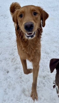 two dogs standing in the snow next to each other