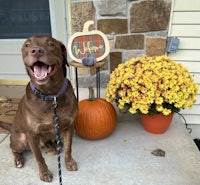 a brown dog sitting on a porch with pumpkins and flowers