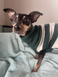 a small dog in a green sweater laying on a bed