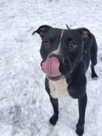 a black and white dog standing in the snow