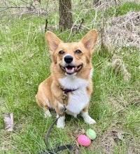 a corgi sitting on a leash next to some easter eggs