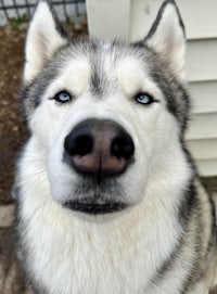 a close up of a husky dog with blue eyes