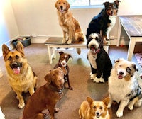 a group of dogs posing in a room