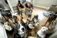 a group of dogs standing in a room